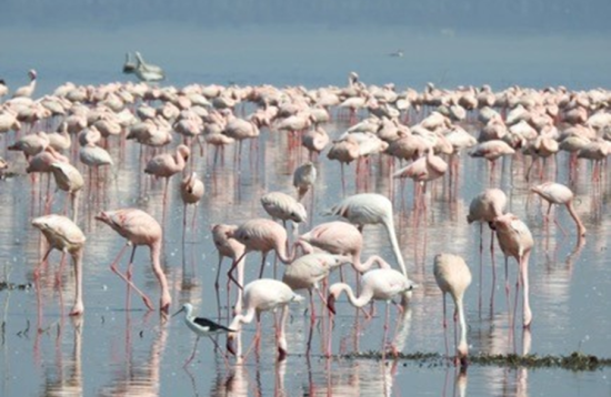 Holiday Spot Safaris