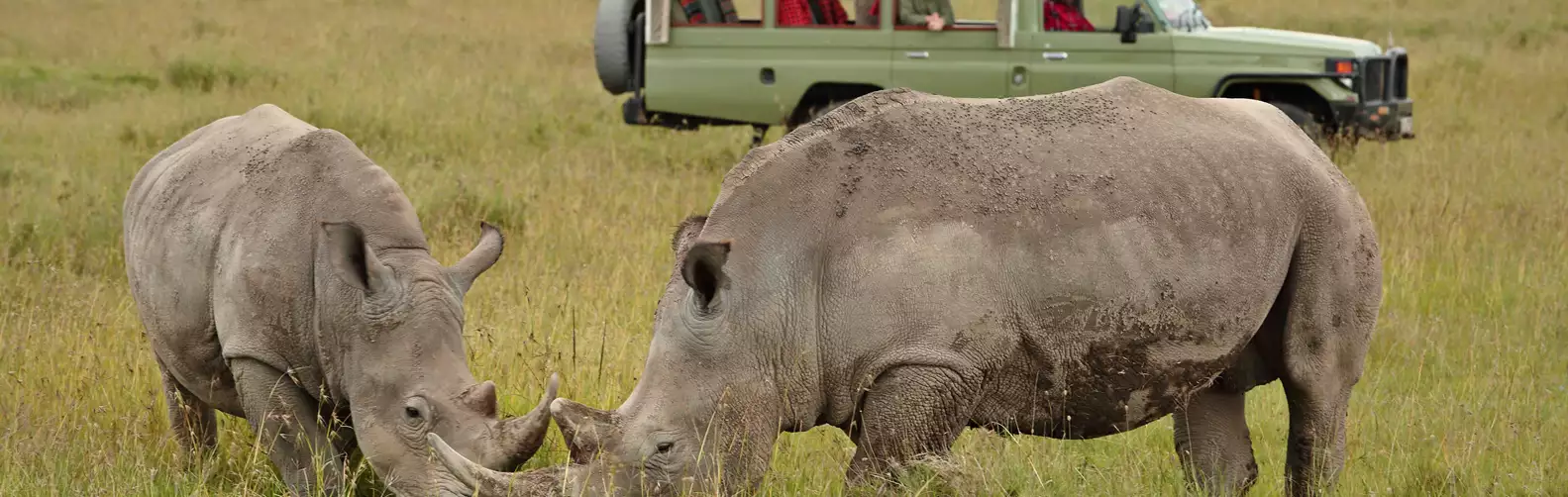 Rhino Experience