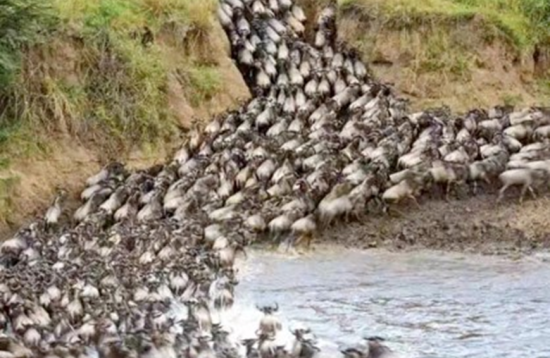 Holiday Spot Safaris